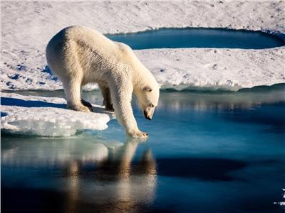 شاهد| «دب قطبي» طريف يتدحرج على الجليد