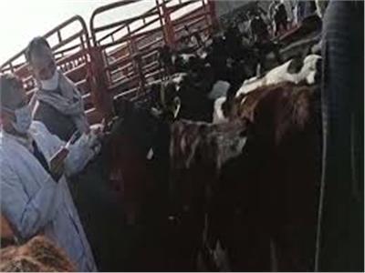 تحصين 55 ألف رأس ماشية ضد الحمى القلاعية في بني سويف
