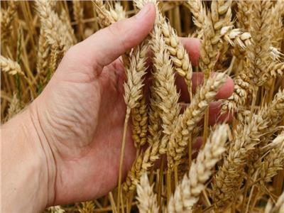 الزراعة تصدر توصياتها لمزارعي محصول القمح لمواجهة التغيرات المناخية
