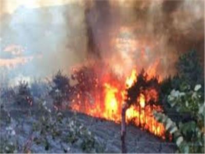 السيطرة على حريق في زراعات القصب بفرشوط شمالي قنا