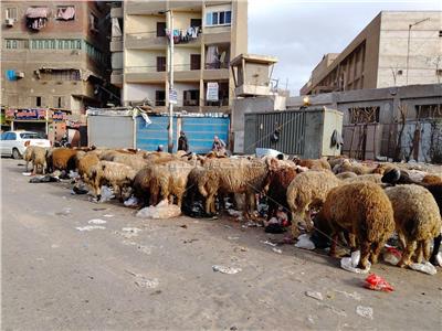 خراف القمامة.. من مقالب الجيزة لبطون المصريين| فيديو