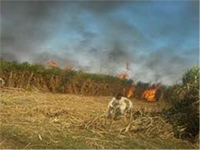 السيطرة على حريق في زراعات القصب بـ«قنا»