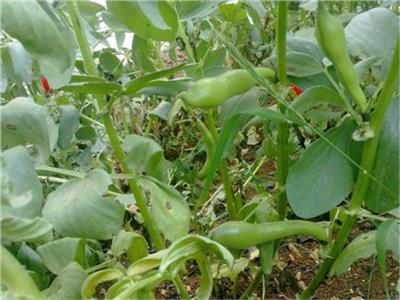 9 نصائح من «الزراعة» لتجنب إصابة محصول الفول بحشيشة «الهالوك»