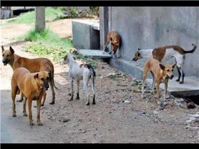 الطب الوقائي: 303 آلاف «عضة» كلب في مصر للمواطنين