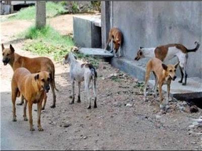 مسئول بالصحة: 330 مركزًا بالمحافظات للتعامل مع «عقر» الكلاب الضالة