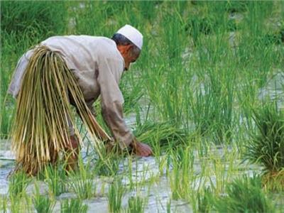 نقيب الفلاحين: قرار الحكومة بشأن غرامة زراعة الأرز يقلل أعباء المزارعين