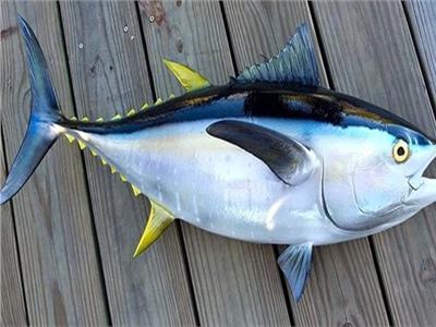 أبرزها التونة والسردين.. أفضل وأسوأ أنواع السمك على الصحة  