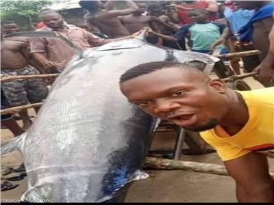 نيجيري يصطاد سمكة قيمتها 2.6 مليون دولار ويأكلها مع اصدقائه.. صور