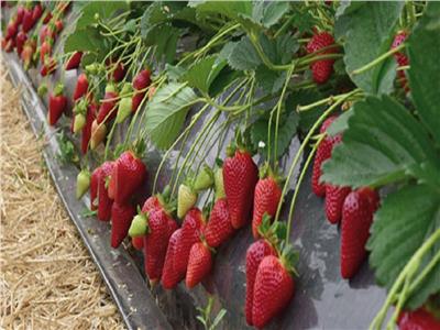 «موسم الفراولة».. تحتل المركز الـ 4 بين الصادرات الزراعية