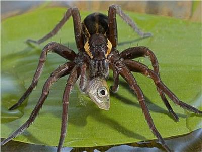 عناكب السبراسبيد .. من أشهر العناكب الأكلة للحوم البشر