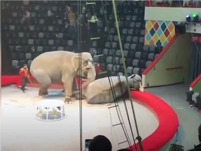 عراك «فيلة» أثناء العرض في سيرك روسي | فيديو