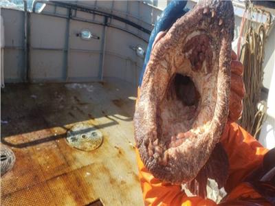 بالصور| حيوان بحري مخيف يثير الرعب بين رواد «السوشيال ميديا»
