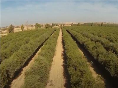 فيديو| البحوث الزراعية: 80 ألف جنيه تكلفة طن بذور الجوجوبا