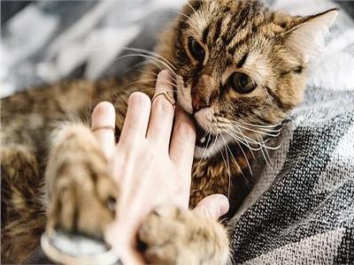 دراسة: خدش القطط قد يسبب مرض «الفصام»