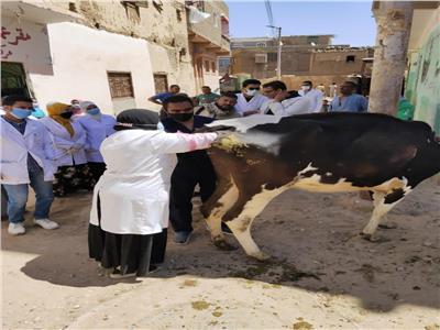 علاج 506 رأس ماشية خلال قافلة بيطرية موسعة بقرية الجبلاو بقنا