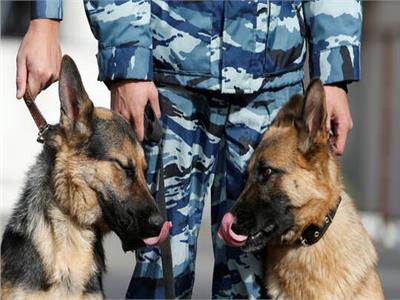 الشرطة الأمريكية.. تقيل ضابط بسب سوء معاملته لكلب بوليسي