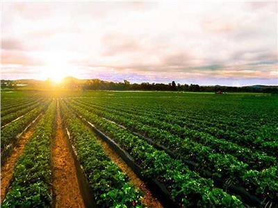 «الدلتا الجديدة» مشروعات زراعية عملاقة .. واكتفاء ذاتي من المحاصيل 