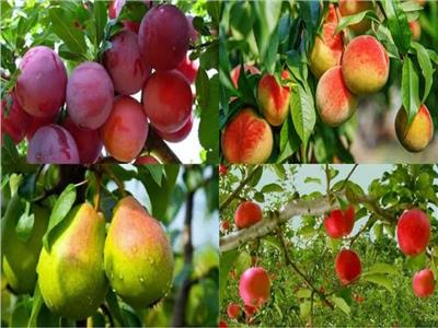 «الزراعة» تصدر نصائح مهمة للتعامل مع 6 محاصيل فاكهة خلال أبريل