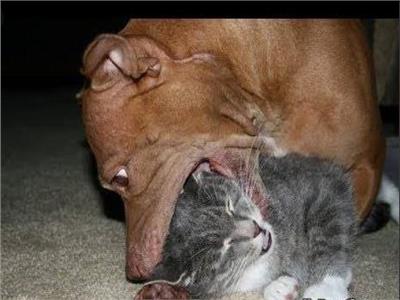 ضبط «صاحب» الكلب الذي افترس قطة بطريقة وحشية في فيديو على «السوشيال ميديا»