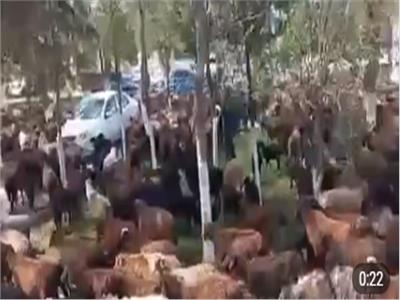 دفاعا عن الماشية.. مسيرة بـ«الأغنام» في أوزبكستان