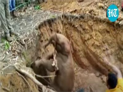 إنقاذ فيل صغير سقط في بئر على عمق 15 قدما بالهند | فيديو