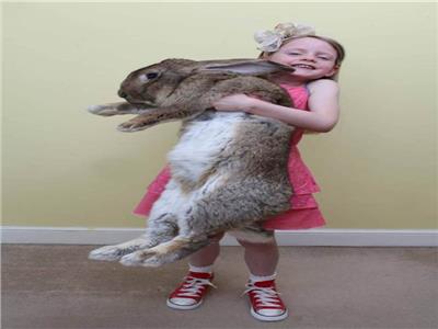 سرقة أضخم أرنب في العالم.. وهذه مكافأة من يعيده