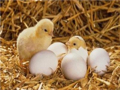 الزراعة: تصدير 80 ألف بيضة تفريخ دجاج إلى الإمارات