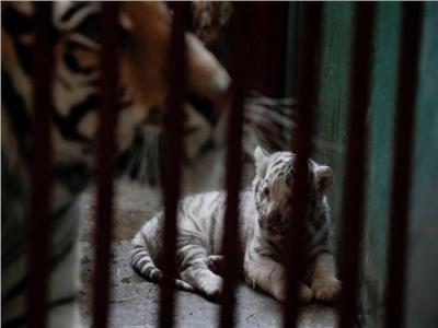 ولادة شبل أبيض من النمور المهددة بالإنقراض بحديقة «هافانا»