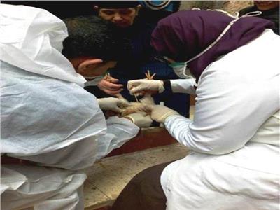 اعتماد 16 منشأة مصرية خالية من أنفلونزا الطيور