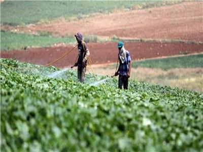 5 توصيات من «الزراعة» لحماية محاصيل الخضر من تأثيرات الموجة الحارة