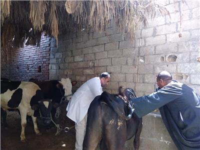 تحصين 63 ألف رأس ماشية ضد «الجلد العقدي وجدري الأغنام» بالفيوم