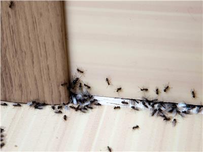 خلطات «منزلية» لمكافحة النمل وحشرات الصيف  