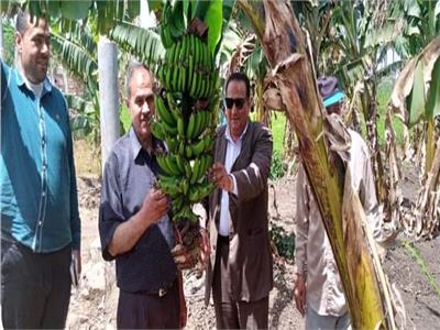 نجاح زراعة الليمون بالري بالتنقيط في محافظة دمياط