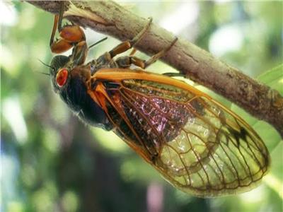 لغز ظهور حشرات الزيز بعد اختفاء أكثر من 17 عاما
