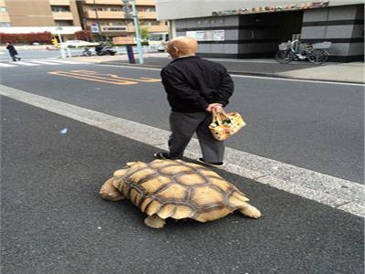 رجل ياباني يتجول بسلحفاة بحرية ضخمة في الأماكن العامة