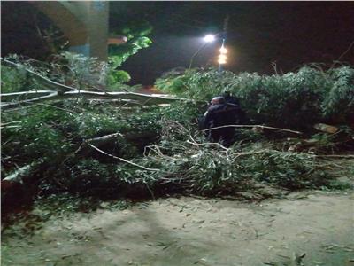 الإنقاذ البري يتدخل.. قطع طريق «قنا - دشنا» الزراعي بسبب سقوط شجرة كبيرة