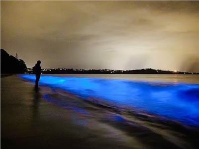 صور مذهلة لكائنات ذاتية الإضاءة بشواطئ «الذهب الأزرق»