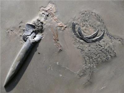 حفرية مذهلة لـ«حبار» تعود لـ 180 مليون سنة| صور