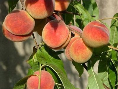 8 نصائح من «الزراعة» لتسميد أشجار الخوخ والتخلص من الآفات