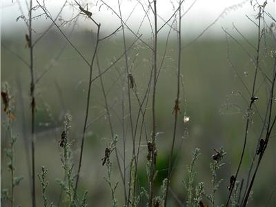 مليارات من حشرات «السيكادا» تهاجم أمريكا | فيديو  
