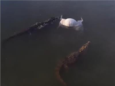 صيادان يخوضان حربا مع 20 تمساحًا لإنقاذ «بقرة»