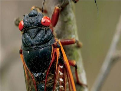 بعد ١٧ عاما.. حشرات السيكادا "حمراء العيون" تخرج من تحت الأرض 