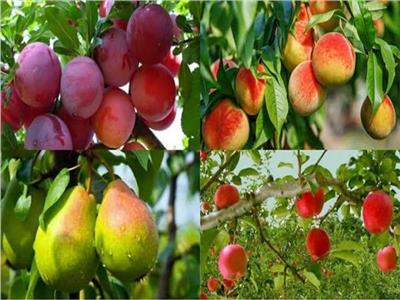 7 نصائح لزيادة جودة وإنتاج محصول «الخوخ» خلال يونيو المقبل