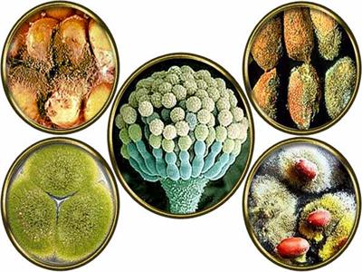 وحدة تثقيف الغذاء: السموم الفطرية التي تتواجد على الخضراوات والفاكهة خطيرة 