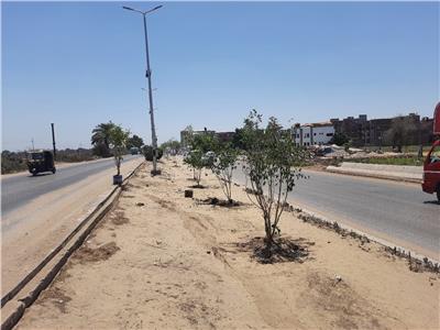 زراعة 1000 شجرة وشتلة لتجميل قرى مركز ومدينة المحلة