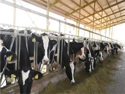 خلال 5 شهور..«الزراعة» تصدر 9650 ترخيص تشغيل لأنشطة الثروة الحيوانية