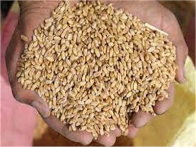 وزير التموين: مصر تستهلك 10 ملايين طن من القمح سنويًا