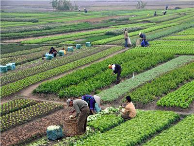 «الزراعة» تصدر توصيات فنية لمزارعي الموالح خلال شهر يونيو