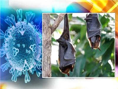 اكتشاف 24 فيروسًا جديدًا في الخفافيش مشابهًا لـ «كورونا»