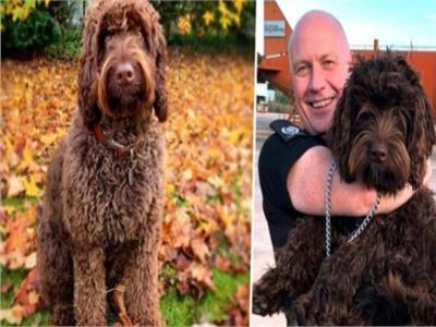واقعة طريفة| كلب ينقذ امرأة من الإنتحار فى مقاطعة ديفون الإنجليزية   